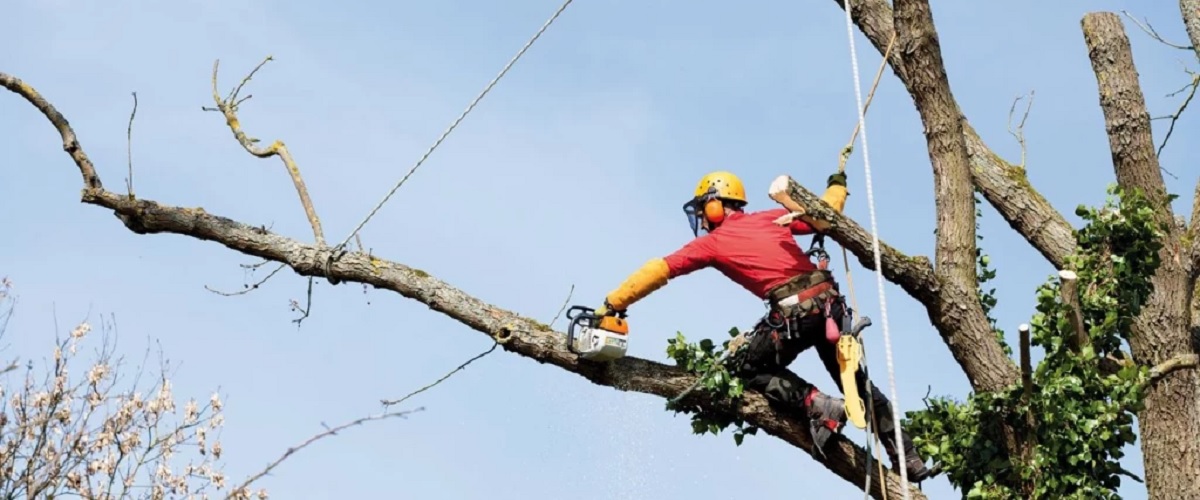 TRAVAUX D'ENTRETIEN DE LA VÉGÉTATION NÉCESSAIRE AU BON FONCTIONNEMENT DES LIGNES À HAUTE TENSION